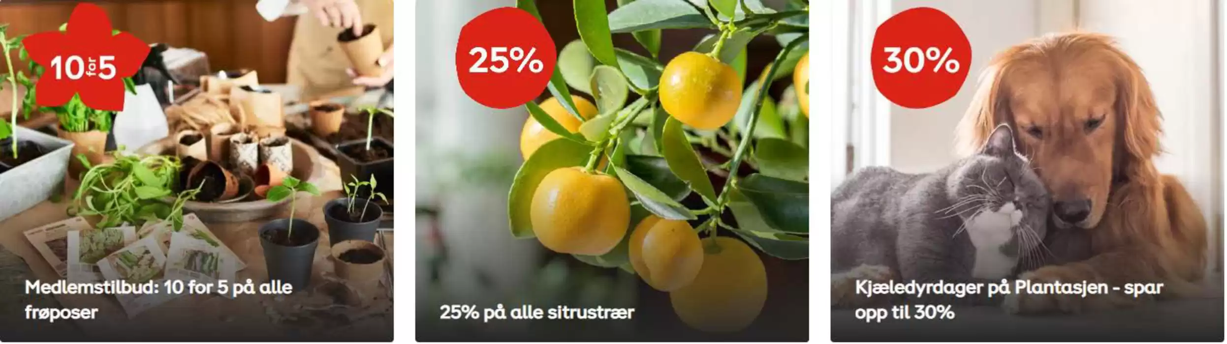 Plantasjen-katalog i Moss | 10 For 5 | 3.2.2025 - 17.2.2025