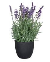 Tilbud: Lavendel i potte kunstig. kr 279 på Plantasjen