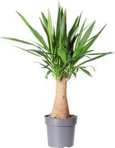 Tilbud: Yuccapalme kr 349,3 på Plantasjen