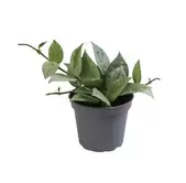 Tilbud: Hoya Eskimo kr 4990 på Plantasjen