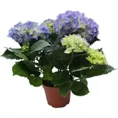 Tilbud: Hortensia kr 18990 på Plantasjen