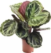 Tilbud: Calathea 'Medallion' kr 49990 på Plantasjen