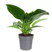 Tilbud: Philodendron 'Imperial Green' kr 9990 på Plantasjen