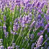 Tilbud: Lavendel 'Felice' kr 29,95 på Plantasjen