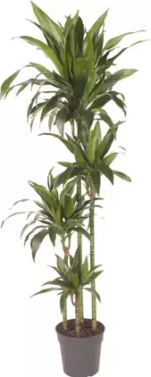 Tilbud: Dracaena 'Janet Craig' kr 1799 på Plantasjen