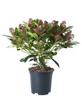 Tilbud: Skimmia japonica 'Rubella' kr 259 på Plantasjen